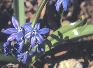 squill, Scilla biflora