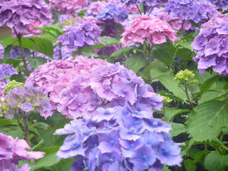 a view of several hydrangea flowerheads, some pink and some purple