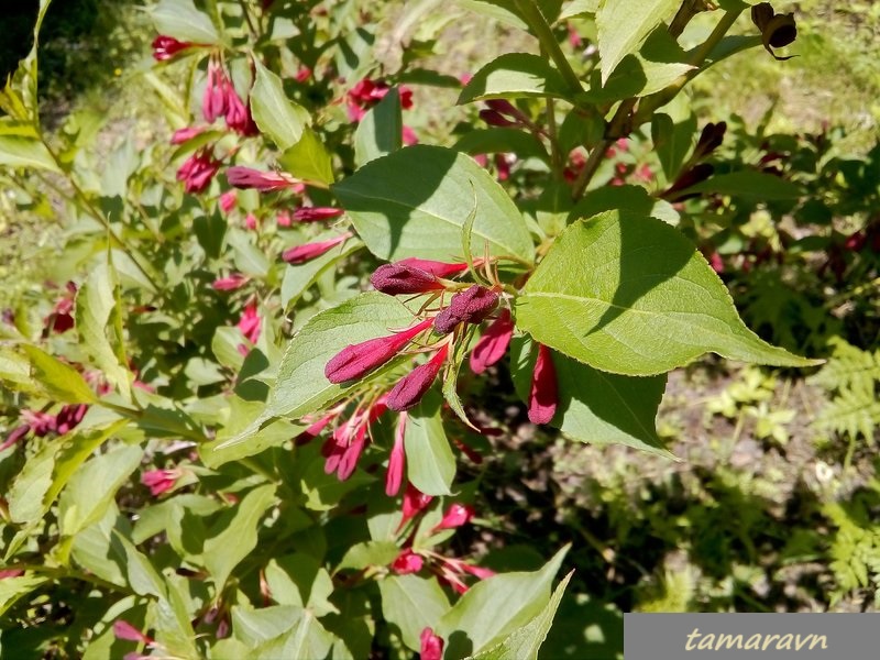 Вейгела 'Red Prince' (Weigela 'Red Prince')