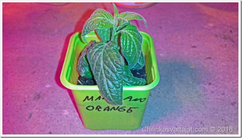 manzano_orange