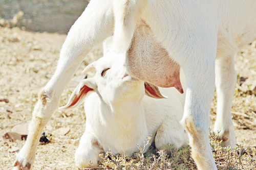 Sekedar nongkrong di trotoar: SUSU KAMBING Sunnah 