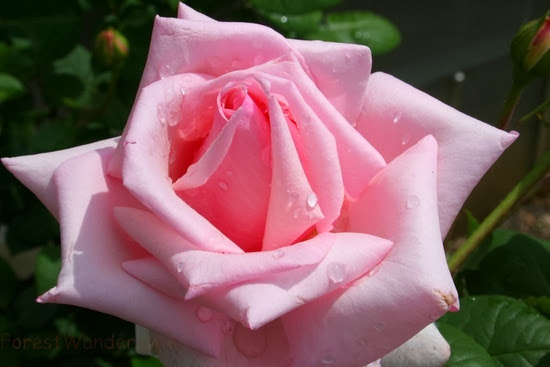 3D Water Drop On Pink Rose HD Wallpaper Free