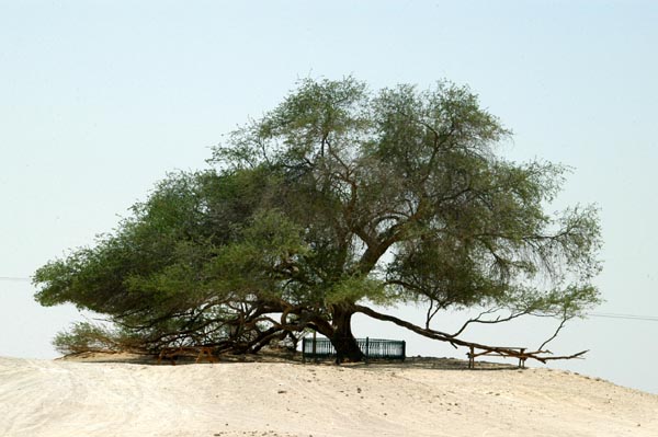 tree of life images. is a tree of life,