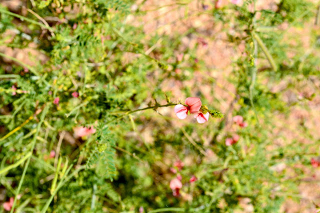 Orange desert flower