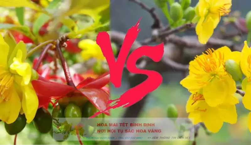 Cây mai Tứ Quý có đểm gì khác mai vàng?