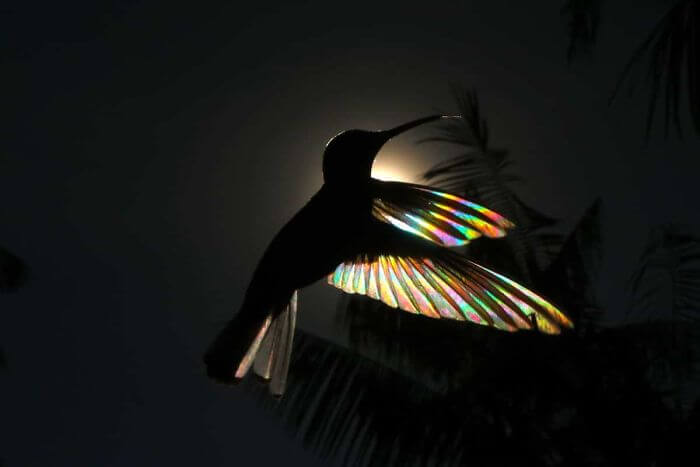 9 Stunning Images Of Hummingbirds’ Wings Shining Like Rainbows