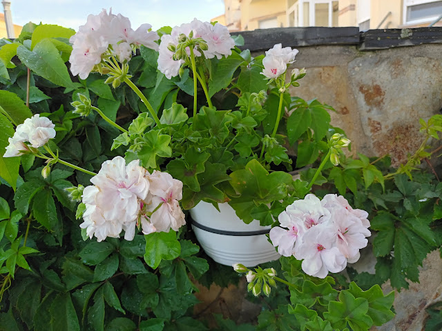 Gitanilla (Pelargonium peltatum ( L. ) L'Hér. ex Aiton).