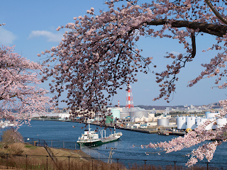 八戸湊町館鼻公園の桜