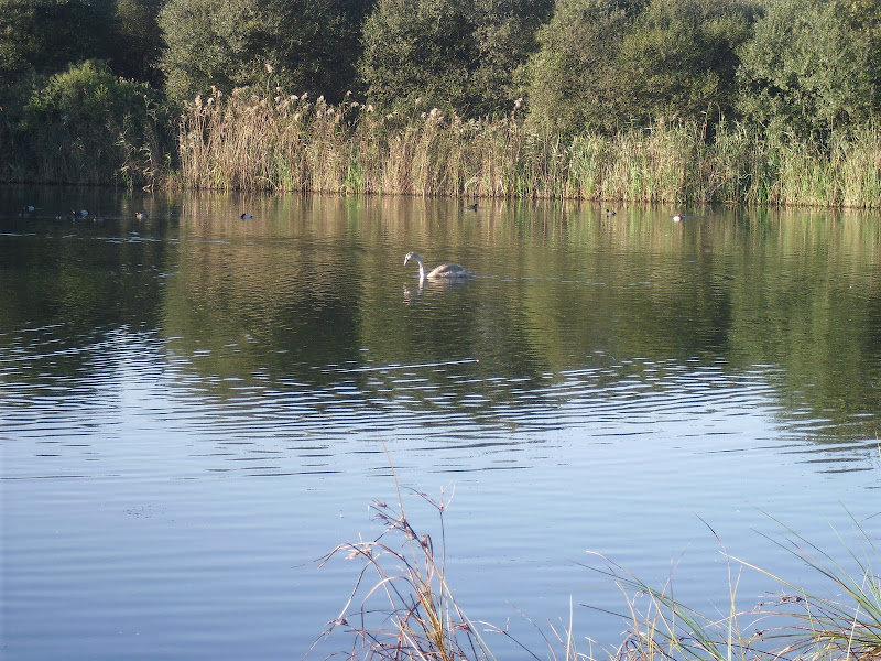 Reserva Municipal Marismas de Alday