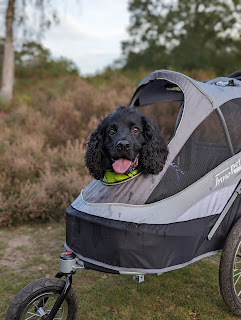 Boris the Black Cocker Spaniel out on the common, Boris is laying in his stroller wearing his yellow Recovering from Surgery bandana and looking at me as if I should hurry up and get pushing rather than taking photos