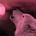 Happy Full Pink Moon 2023: What You Need to Know About April's Full
Moon