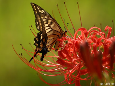 mariposa-sobre-flor-de-color-naranja