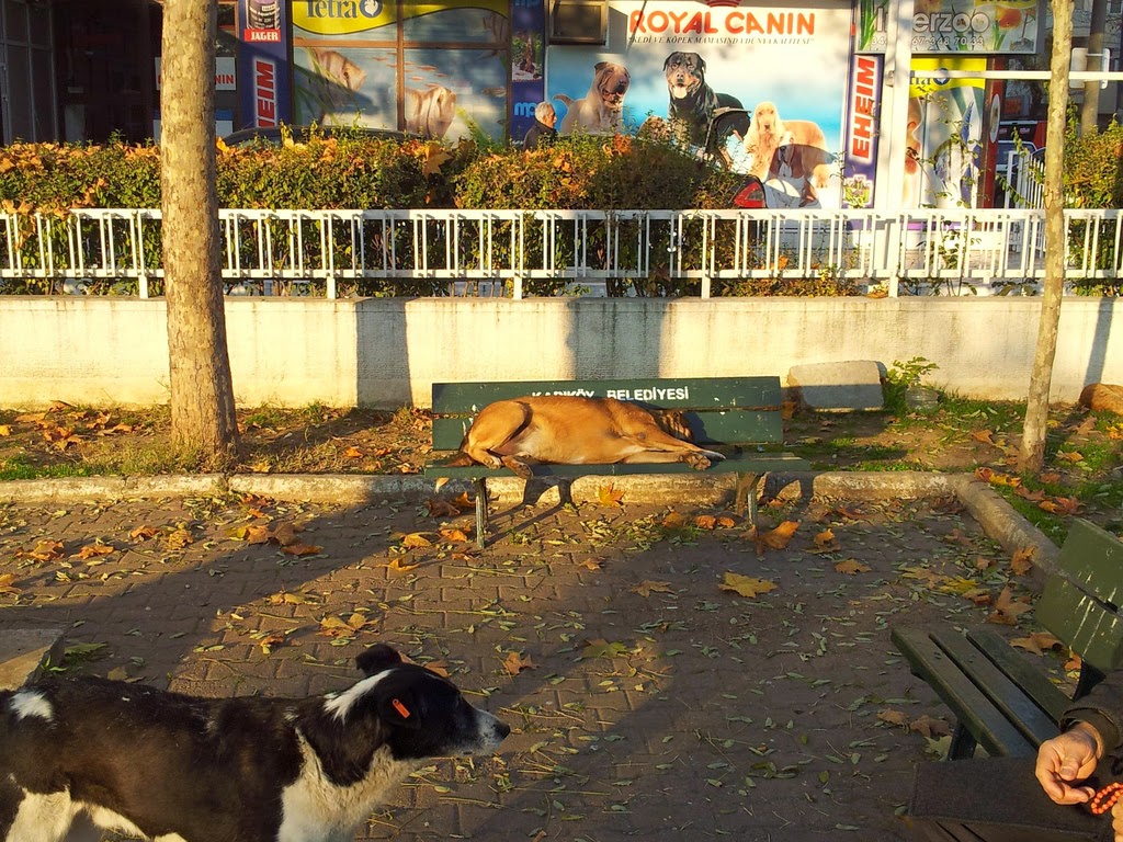 These benches are all ours! / Bu banklar hep bizim!