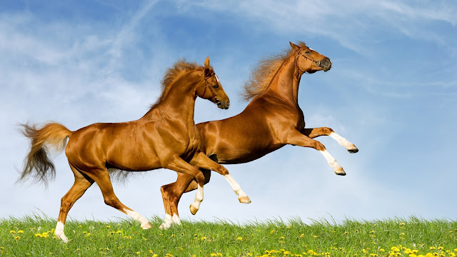 horse wallpaper android