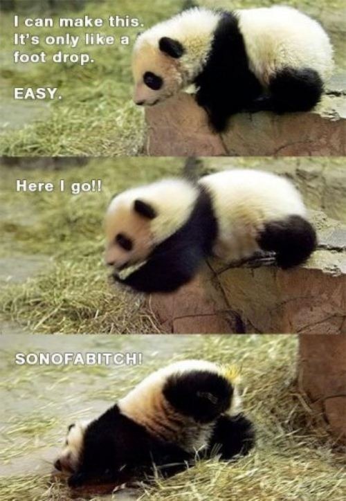 panda-bear-21