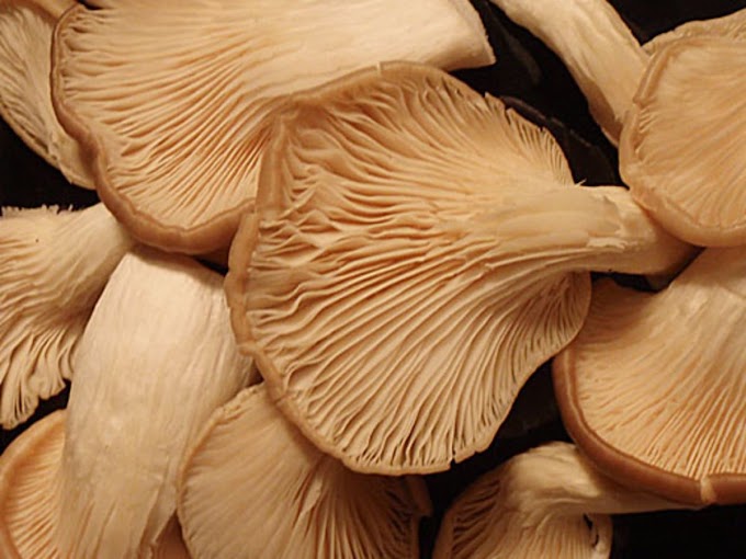 Mushroom franchise in Karnataka | Mushroom cultivation | Biobritte mushrooms 
