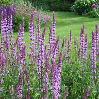 Salvia nemorosa Amethyst