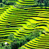 Beautiful Terraced Fields in Vietnam