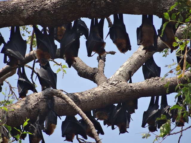 fruit bat battambang cambodia