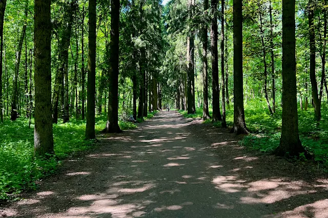 Бирюлёвский дендропарк, Еловая аллея