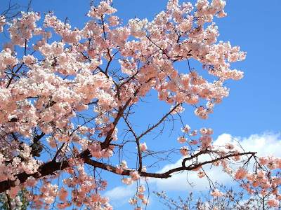 Cherry Blossom Tree Wallpaper