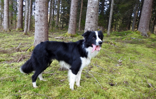 leik på jordet border collie