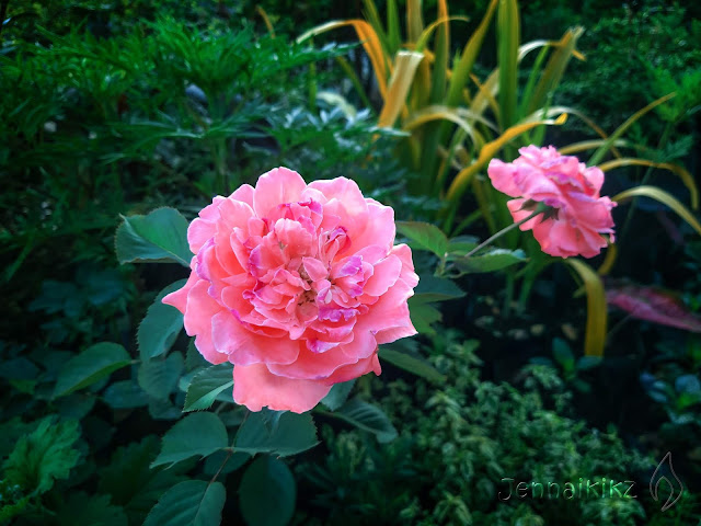 rose, roses, flower, flowers, nature, photo, images, photography, photoshop, photoshopping, photoshop CC, photos, picture, professional photographer, photographer, carnation, pink, vibrant, color, colorful, leaves, leaf, photo manipulation, manipulation, digital art, digital, rose, roses