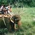 Jungle Safari In Nepal : Reason To Visiting Nepal !