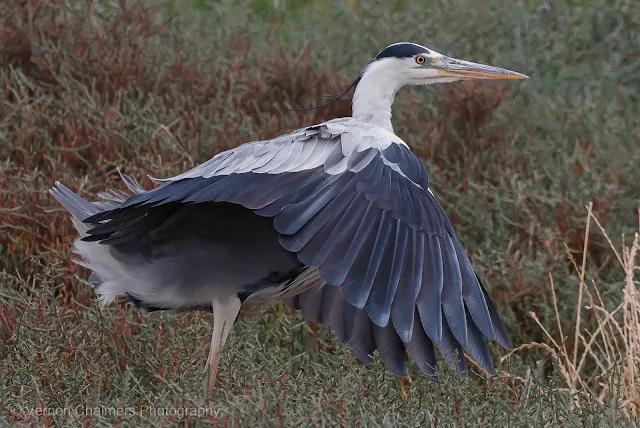 Grey Heron in the Table Bay Nature Reserve