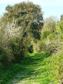 grassy path among trees on paradise walk ventnor to st lawrence