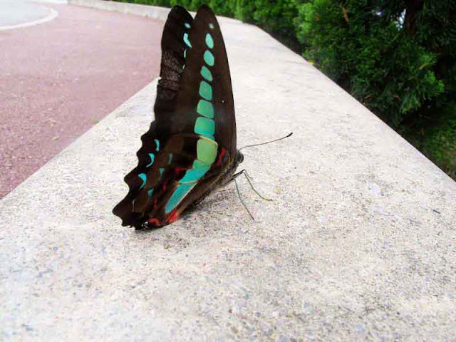 Blue Triangle, butterfly