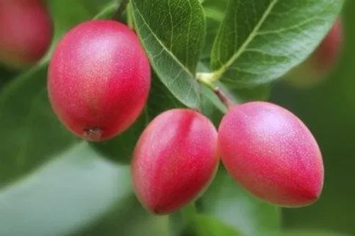 Karonda - Natal Plum