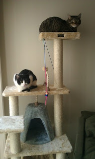 cats love Armarkat Cat Tree Model A6501