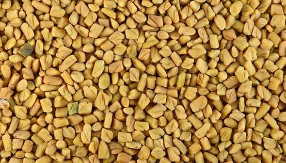 Fenugreek