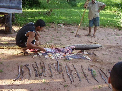 pic - First Anaconda Found and Killed in Sri Lanka