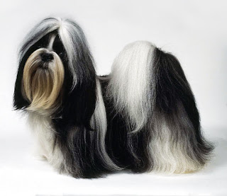 Shih Tzu Small Breed Dogs Pictures