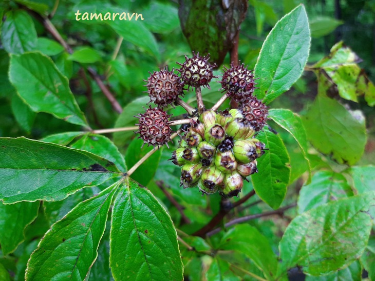 Свободноягодник сидячецветковый (Acanthopanax sessiliflorus, =Eleutherococcus sessiliflorus)