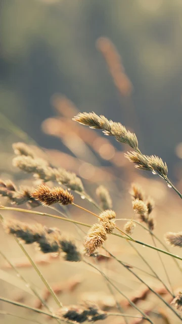 Nature, Morning, Grass, Drops, Field