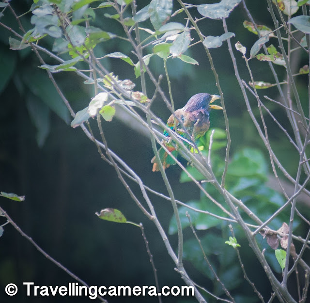 The word Barbet is comparatively new in my vocabulary. I came across it about two years back when I happened to spot a large colorful bird on the banks of the little stream that flows behind our house in Himachal. I managed to click a very bad picture of it, and somehow one of our much more learned friends was able to identify it despite the bad shot. The bird turned out to be the Great Barbet. And since then, somehow we keep coming across Barbets of different colors, shapes, and sizes. The best thing about Barbets is that you spend a large part of your life being unaware of their existence, but once you learn about them, you see them everywhere. And you see different varieties of them. And that is the reason why Barbets are our bird for the month of February. This is the time when your start getting a hint of the spring.You see new buds on plants, a hint of green where there was frozen ground. So in a way you are sensing the spring before really seeing it. Same goes for Barbets. You often hear them much before you actually see them. And if you are like us, you probably know the sound, but would not realize that it belongs to one of the most beautiful bird you are ever going to see. Barbets get their names from the bristles around their large beaks. Almost all barbets are bright and colorful and, therefore, are sometimes caged as pets. Barbets have heavy heads and plump bodies. However, the species is adaptable and resilient and at present none of the Asian species are threatened. One of the barbets that I have special love for is the Brown-headed Barbet. This bird is commonly found all over Delhi and you can often hear its call echoing during the day. The fact that a pair of brown-headed barbets lives on the peepal tree right behind our house makes them all the more special. Following is an audio I found on the Internet that records the Brown-headed Barbet's call. Does it sound familar? The other barbet that we saw is the Coppersmith Barbet. This tiny little colorful bird is widespread all across India, but we saw it in Ayuthhaya. Thailand. The Barbet is so called because its call is similar to the sound a coppersmith makes when striking a piece of metal with a hammer. At one glance, this bird looks like a woodpecker and it also behaves like one, pecking away on tree trunks. Click this to listen to the Coppersmith Barbet's call. The Coppersmith Barbet has a crimson patch on its forehead and another one on its throat, and that is why it is also known as the crimson-headed barbet. It has a yellow eye-patch and the rest of its body is green and yellow. Compared to the Great Barbet, the Coppersmith Barbet is really tiny. A little aside about barbets is that the tiniest of barbets are known as Tinkerbirds and are only found in Africa. The next Barbet we chanced upon was during one of our recent visits to Himachal Pradesh. We spotted a bright blue and green bird feasting upon the Lonku (Chayote) fruit growing on a vine my father-in-law had planted. As this barbet also had a crimson patch on its forehead, I first thought it was a Coppersmith Barbet. However, this bird was much bigger. Some search on the Internet revealed that it was the Blue-throated Barbet. Throughout our stay the only activity we saw this bird do was eating. And it made absolutely zero noise. Another observation was that this was a really restless bird and wouldn't stay at a single place for more than a few seconds. It would keep hopping to higher branches till it got out of the range of our basic camera and then relax. It would keep sitting there for hours, out in full view, keeping absolutely still. But yes, just out of the range of our camera. Though the Blue-throated Barbets behind our home did not delight us with their calls, we know from our observations of Barbets that these aren't by nature quiet creatures. So I searched the internet again and got this video from youtube. You will notice that all Barbets sound different but their repeated calls have the same pattern. 