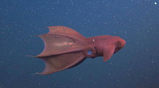 vampire squid 1