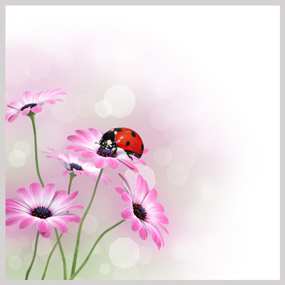 Catarina sobre las flores lilas - Ladybug on flowers