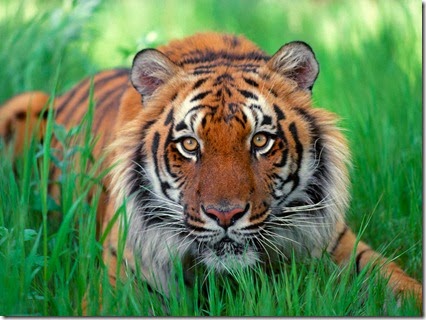 foto de tigres