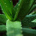 BENEFITS OF A PLANT OF ALOE VERA 