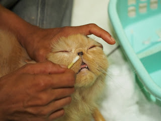 Cara Membersihkan Kucing Persia Anggora  Cara Membersihkan Kucing Persia Anggora ( Grooming )