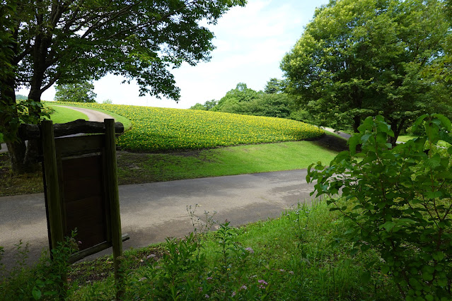 鳥取県西伯郡南部町鶴田 とっとり花回廊 花の丘