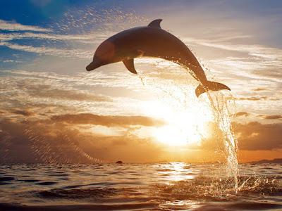 foto de delfin en atardecer