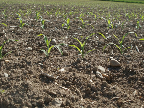 Maize Soil and Climate