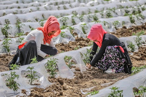 Türkiye’de tarım öğreniminin 173’üncü yıldönümü