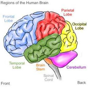 Fakta Isi Otak Pria dan Wanita