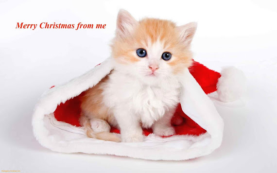 download besplatne pozadine za desktop 1920x1200 slike ecard čestitke blagdani Merry Christmas Sretan Božić